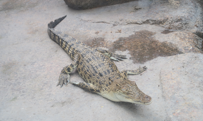 crocodile of ocean park