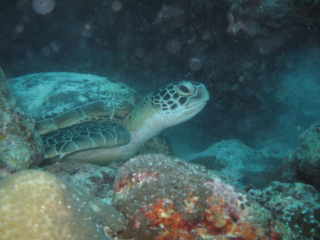 sea turtle of moalboal