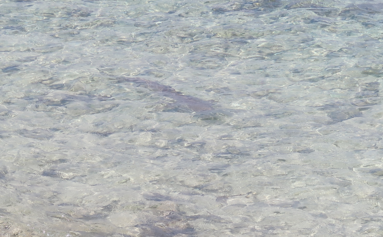 real shark in santander beach 